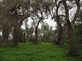 Groves of olive trees