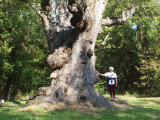 Beneath the historic silver maple tree at Lock 26