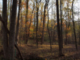 October 29th - The woods near us