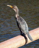 A cormorant or Anhinga