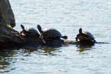 The three turtles