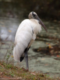 A wood stork, I think