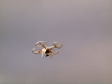 The drone on the beach