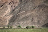 Trees below mountain - Tajikistan