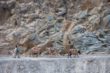 Men and donkeys - Afghanistan