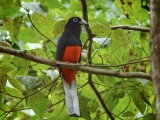 Bairds Trogon