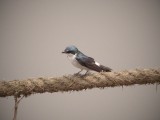 Mangrove Swallow