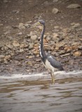 Tricolored Heron