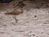 Whimbrel