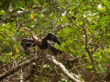 Anhinga