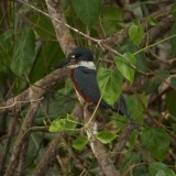 Ringed Kingfisher