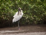 Wood Stork