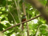 Rufous-tailed Jacamar