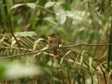 White-whiskered Puffbird