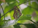 Malachite Butterfly