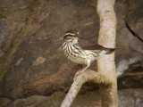 Northern Waterthrush