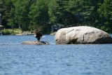 Eagle on Rock Island - Sunset Lake