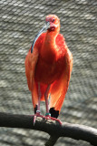 Red bird with long beak
