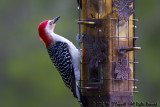 Red-bellied Woodpecker - Male