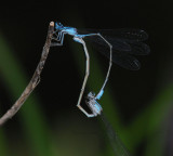 Turquoise Bluets