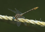 Lancet Clubtail, m.