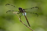 Bar-winged Skimmer, Libellula axilena