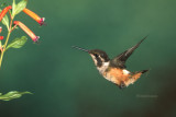 White-bellied Woodstar, f.