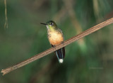 Long-tailed Sylph f.