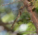 Stygian Shadowdragon (N. yamaskanensis)