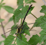 Black-shouldered Spinyleg (D. spinosus) F