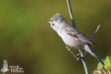 Adult male Barred Warbler