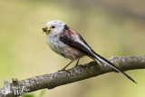 Adult Long-tailed Tit