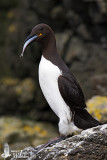 Adult Common Murre