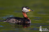 Adult Red-necked Grebe in breeding plumage