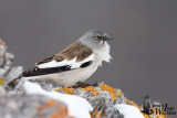 Adult White-winged Snowfinch assuming breeding plumage