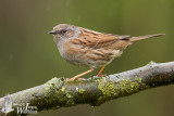 Adult Dunnock (ssp.  modularis )