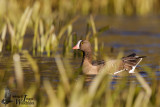 Adult Lesser White-fronted Goose