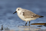 Immature Sanderling (ssp.  alba ) in first winter plumage