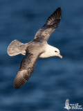 Adult Northern Fulmar