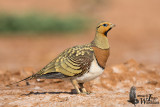 Adult male Pin-tailed Sandgrouse (ssp. alchata)