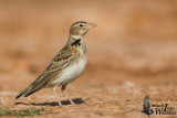Adult Calandra Lark