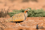 blackbelliedsandgrouse002.jpg