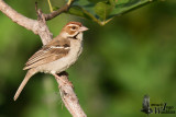 Adult Chestnut-crowned Sparrow-Weaver