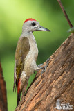 Adult male African Grey Woodpecker (ssp. <em>goertae</em>)
