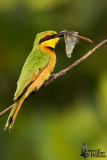 Adult Little Bee-eater (ssp. <em>pusillus</em>)