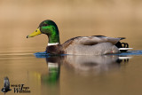 Adult male Mallard in breeding plumage