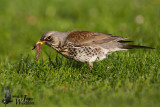 Adult Fieldfare
