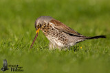 Adult Fieldfare