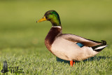 Adult male Mallard in breeding plumage