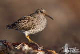 Adult Purple Sandpiper in breeding plumage